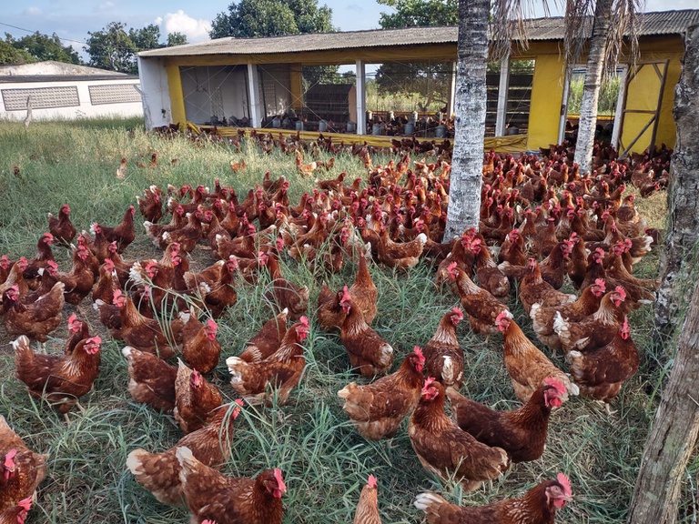 Sergipe: Novo polo estimula produção da avicultura caipira