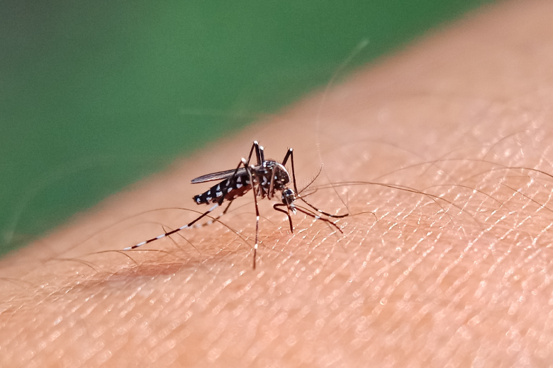 Dengue: Brasil registra 6,6 mi de casos; aumento de 400% em relação a 2023