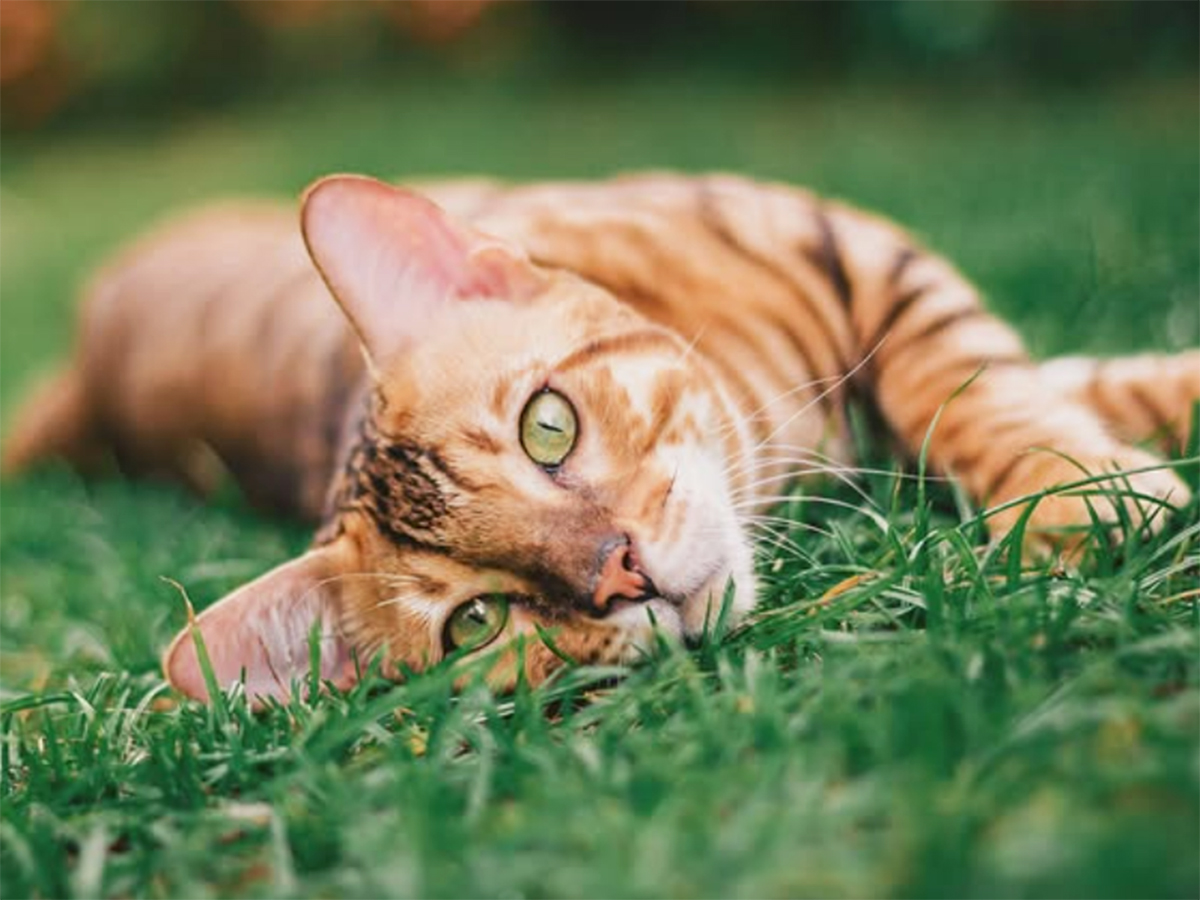 Exposição Supergatos acontece neste fim de semana em Aracaju