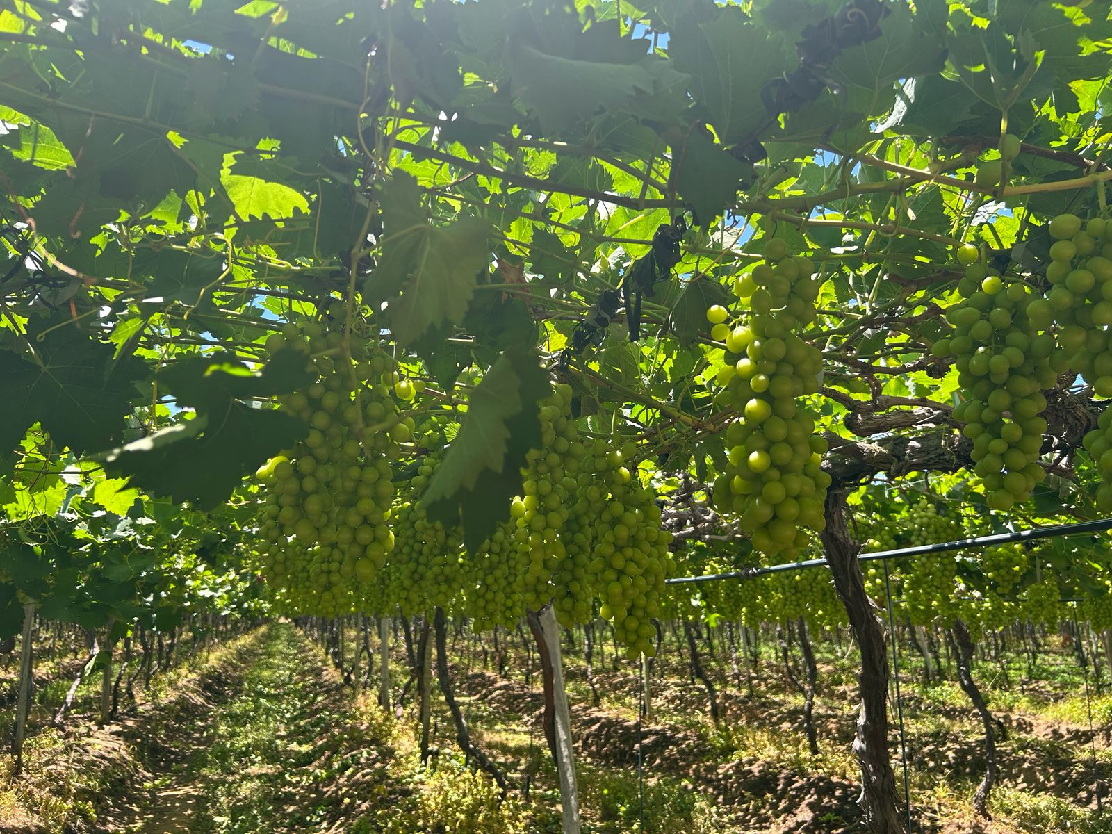 Projetos de irrigação localizados no vale do São Francisco alcançam R$ 8,15 bilhões em valor bruto de produção