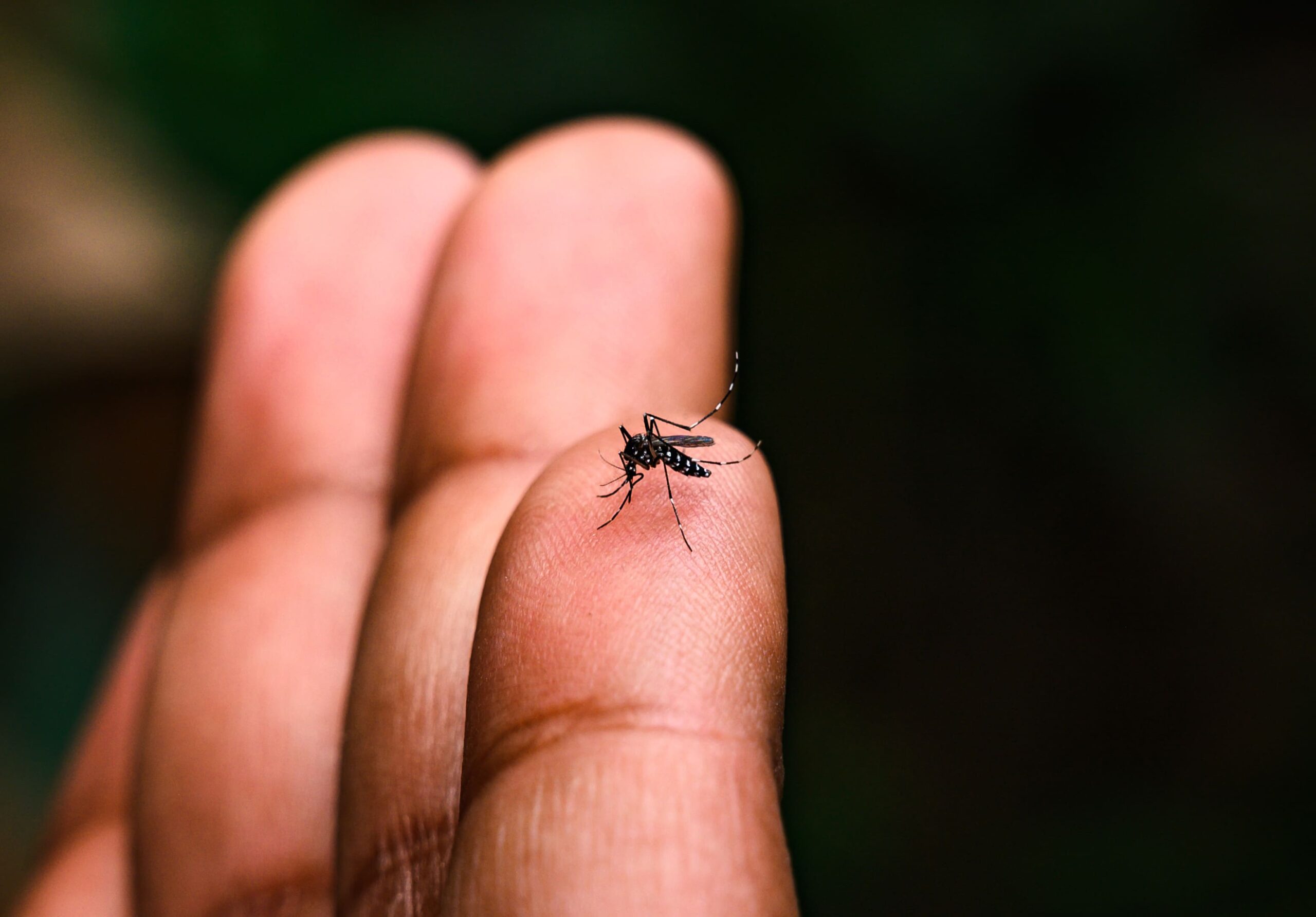 Dengue continua em alta no Brasil: Apesar de queda nos registros, mortes são preocupantes em SP, PR e MG