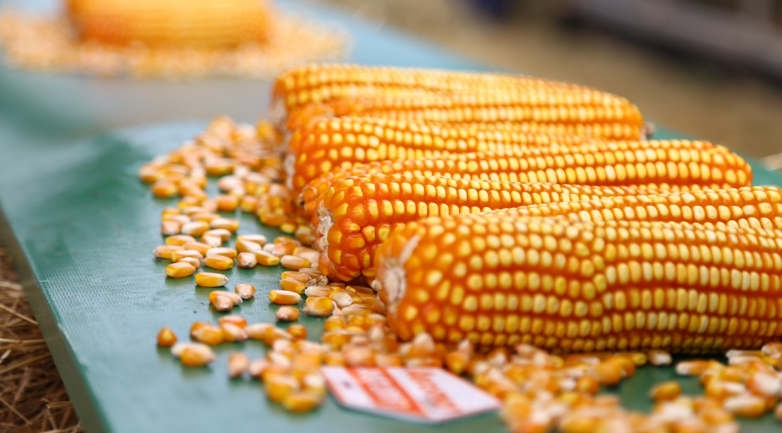 Produção agrícola de Sergipe segue tendência de aumento para o ano de 2025