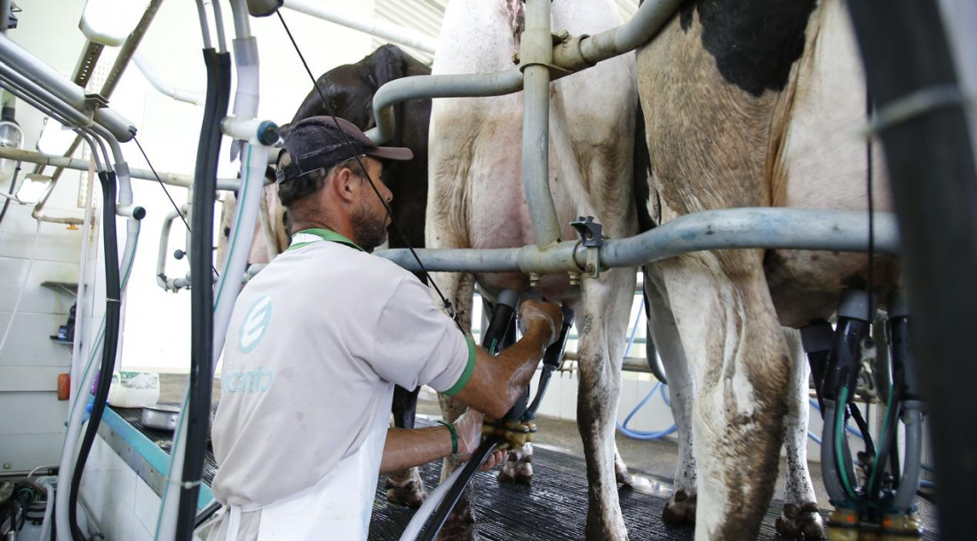 Sergipe figura com três municípios entre os 20 maiores produtores de leite do Brasil