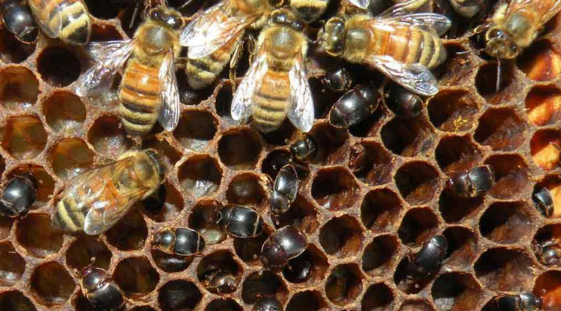 Praga das abelhas chega à divisa da Bahia e Emdagro acompanha situação em Sergipe