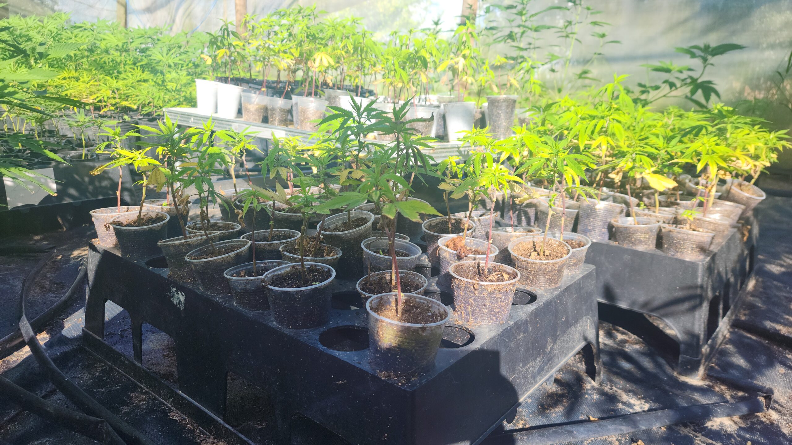 Primeiro trabalho da parceria Salvar-SE e IFS é apresentado