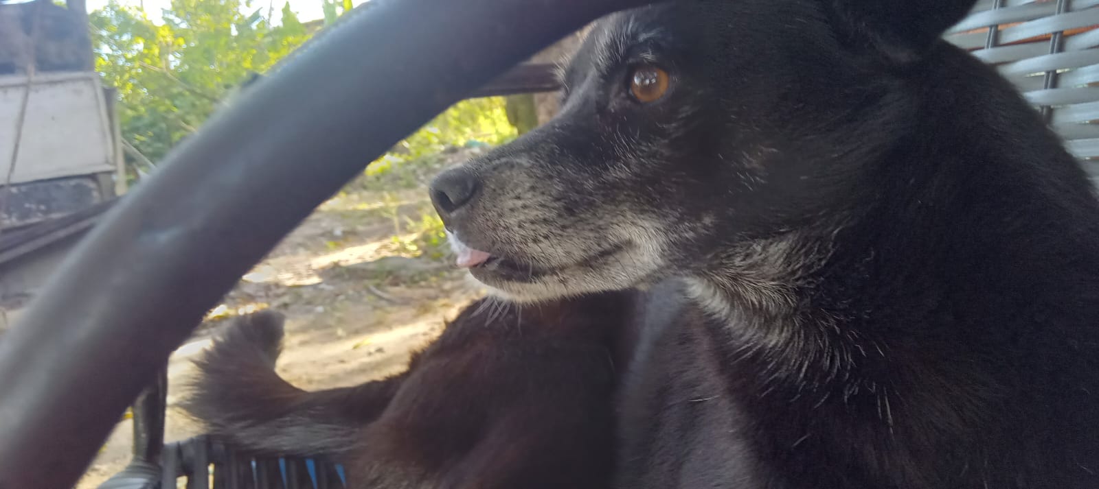 suspeito-de-matar-cadela-com-extrema-violencia-e-preso-na-aracaju