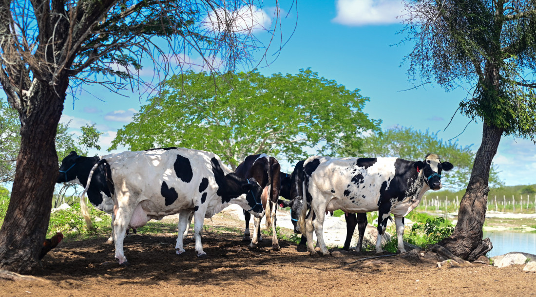 Construção da Adutora do Leite será autorizada nesta sexta em Canindé de São Francisco