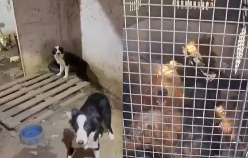 pc-desarticula-canil-clandestino-e-prende-home-por-maus-tratos-a-animais-em-estancia