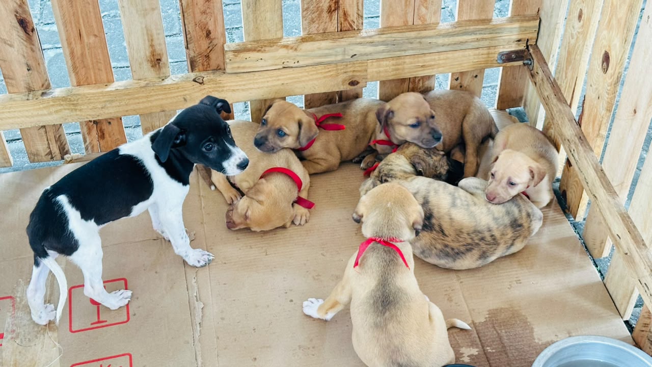 feirinha-de-adocao-garante-novos-lares-para-caes-e-gatos-em-lagarto