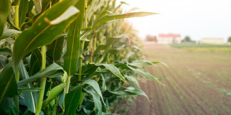 produtores-rurais-podem-acessar-garantia-da-producao-agricola-em-sergipe