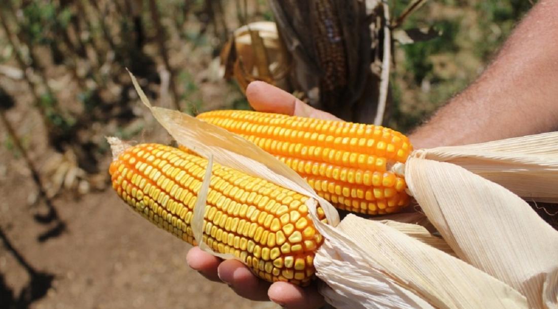 sergipe-registrou-recorde-historico-na-producao-de-milho-em-2025